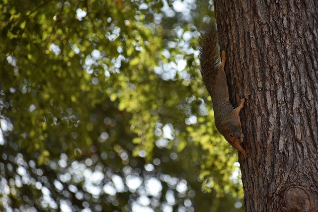 公众发布预 公众发布预