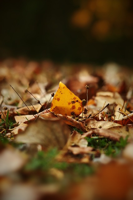 21／22賽季歐冠聯賽謝裏夫陣容.